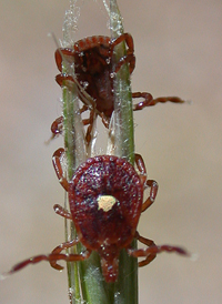 Lone Star Tick